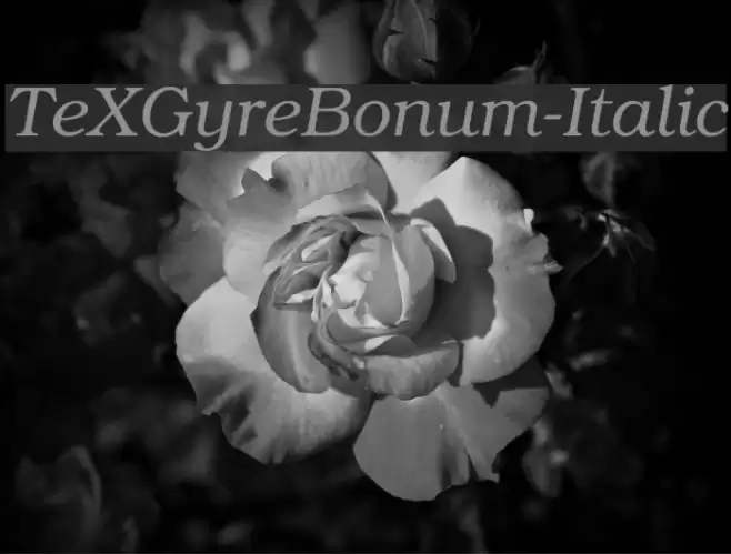TeXGyreBonum-Italic Schriftart examples