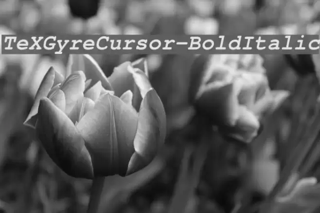 TeXGyreCursor-BoldItalic Font examples