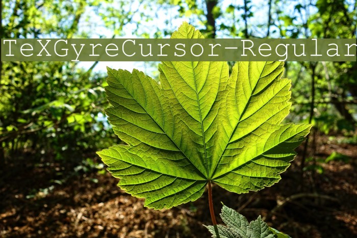 TeXGyreCursor-Regular Font examples