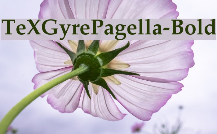 TeXGyrePagella-Bold Font examples
