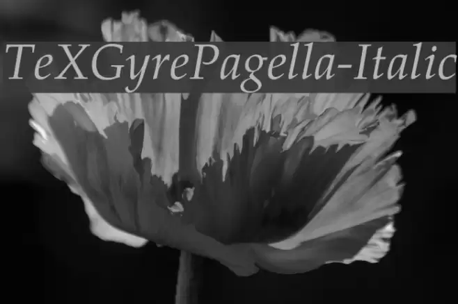 TeXGyrePagella-Italic Font examples