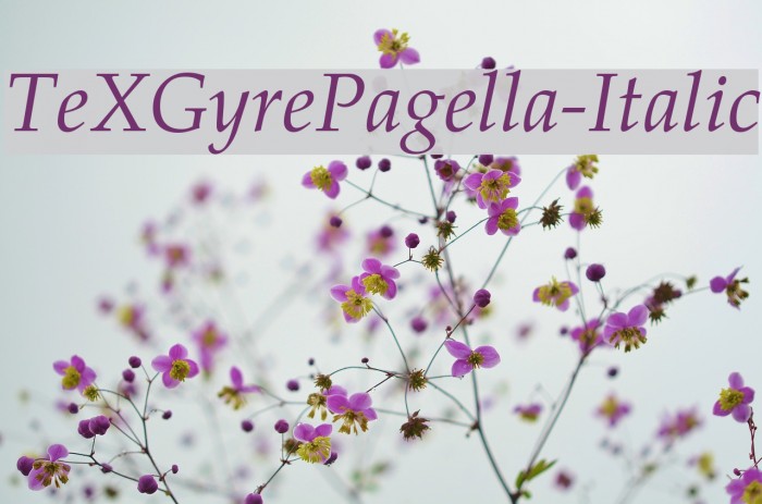 TeXGyrePagella-Italic Font examples