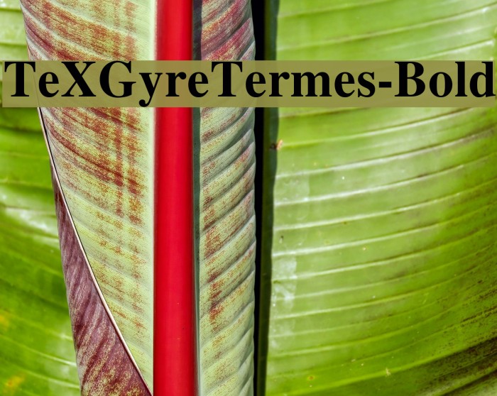 TeXGyreTermes-Bold Font examples