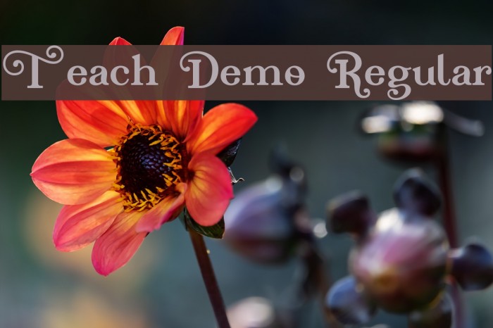 Teach Demo Regular Font examples