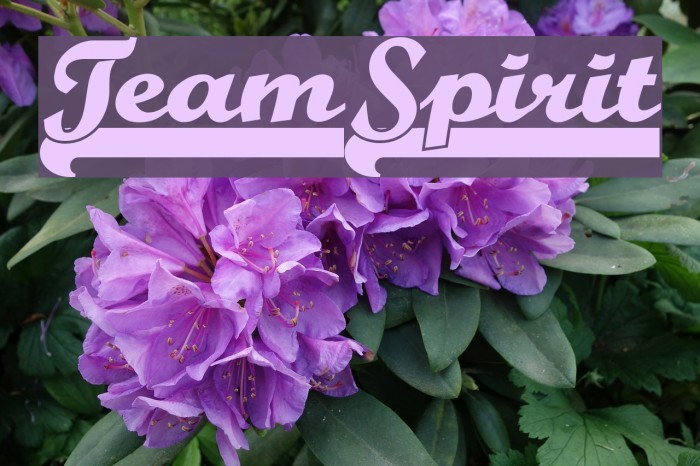 TeamSpirit Font examples