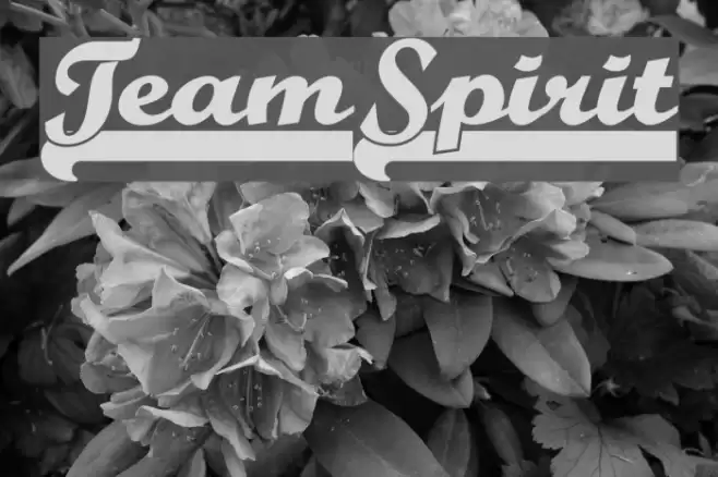 TeamSpirit フォント examples