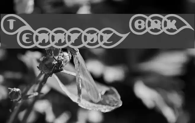 Tearful BRK Schriftart examples