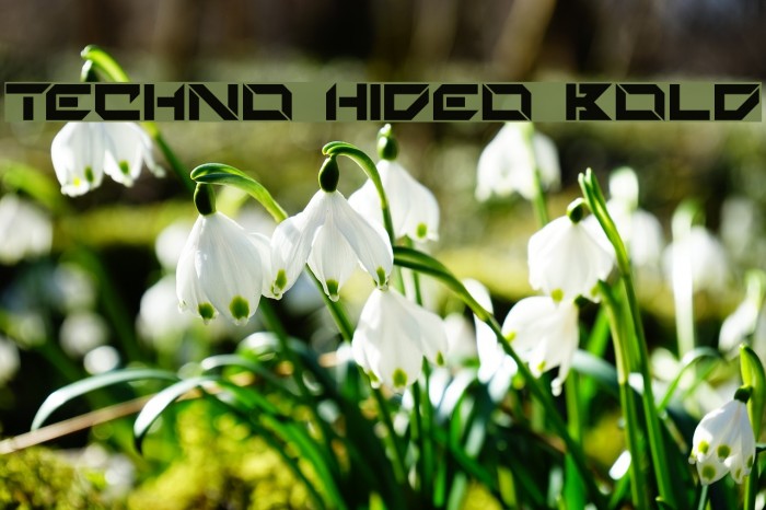 Techno Hideo Bold Example 3