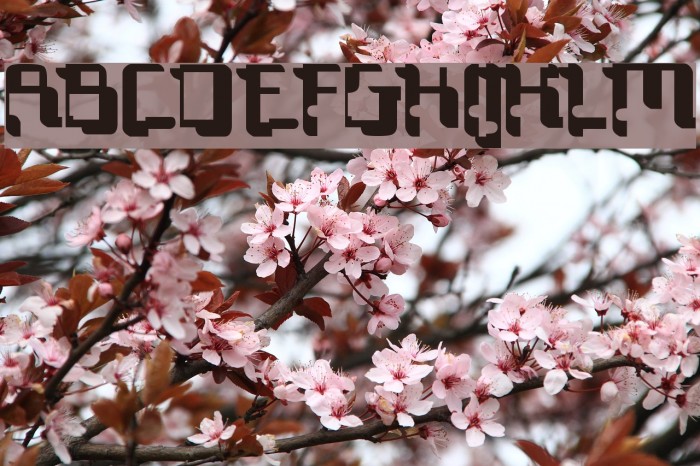 Technocrat Example 2