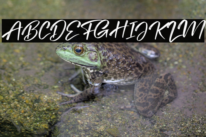 Tedy Brush Italic Example 1