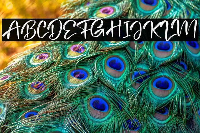 Tedy Brush Example 2