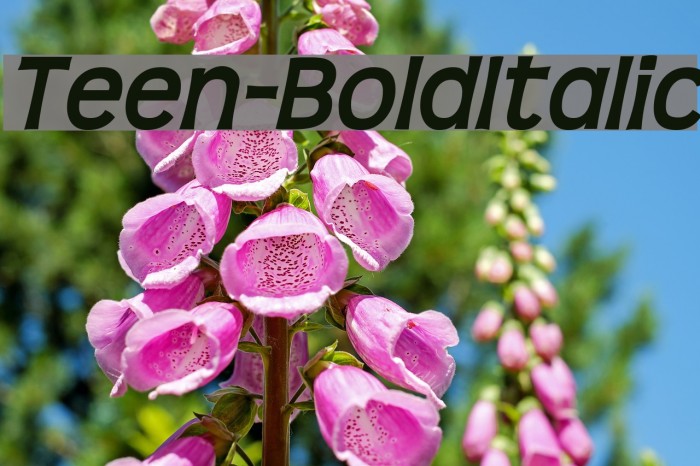 Teen-BoldItalic Font examples