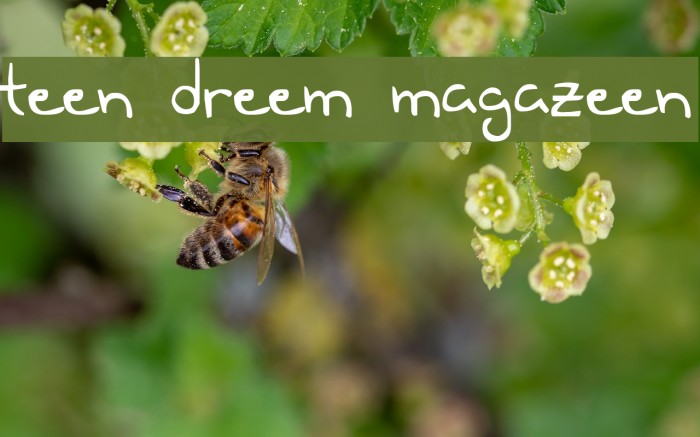 Teen Dreem Magazeen Font examples