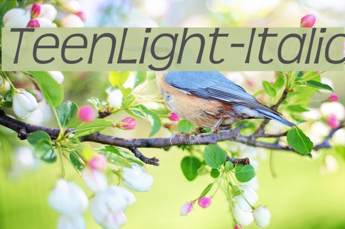TeenLight-Italic Font examples