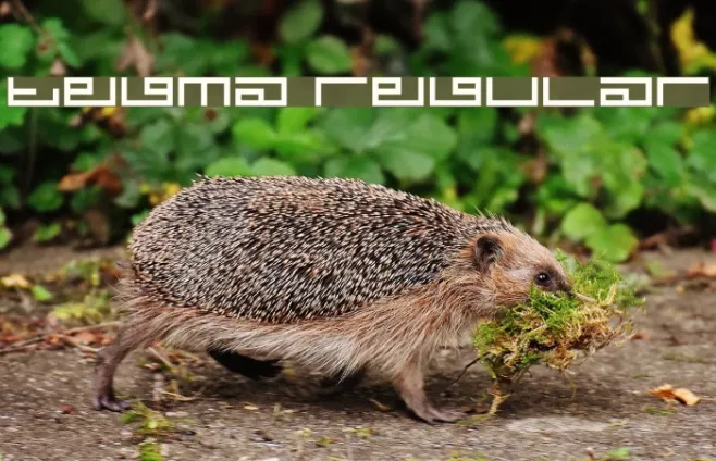Tegma Regular Example 2