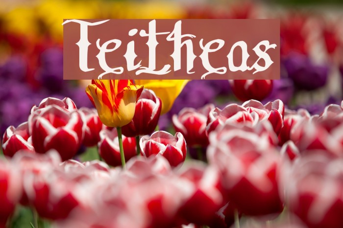 Teitheas Font examples