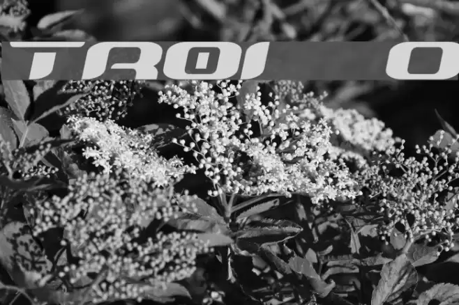 TeknikohlRemix01 Oblique Font examples