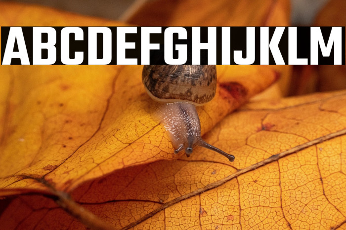 Teko SemiBold Example 2