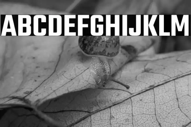 Teko SemiBold Fuentes examples