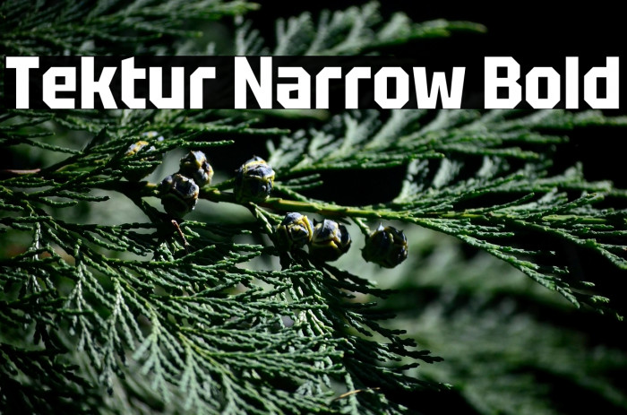 Tektur Narrow Bold Example 1