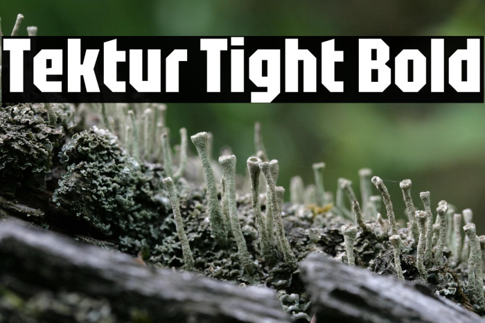 Tektur Tight Bold Example 3