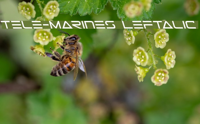 Tele-Marines Leftalic Font examples