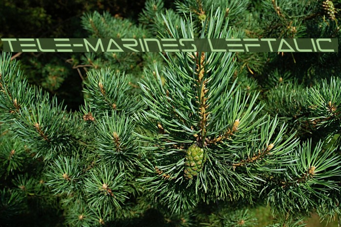 Tele-Marines Leftalic Font examples