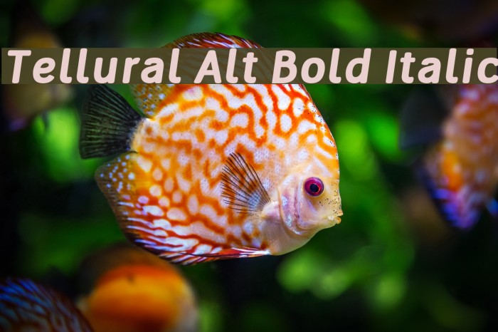 Tellural Alt Bold Italic Font examples