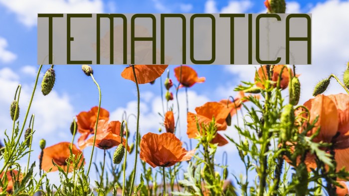 Temanotica Font examples