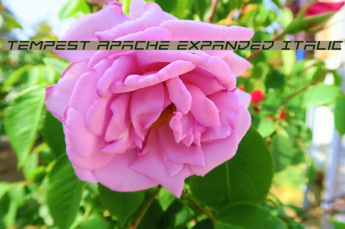 Tempest Apache Expanded Italic Font examples