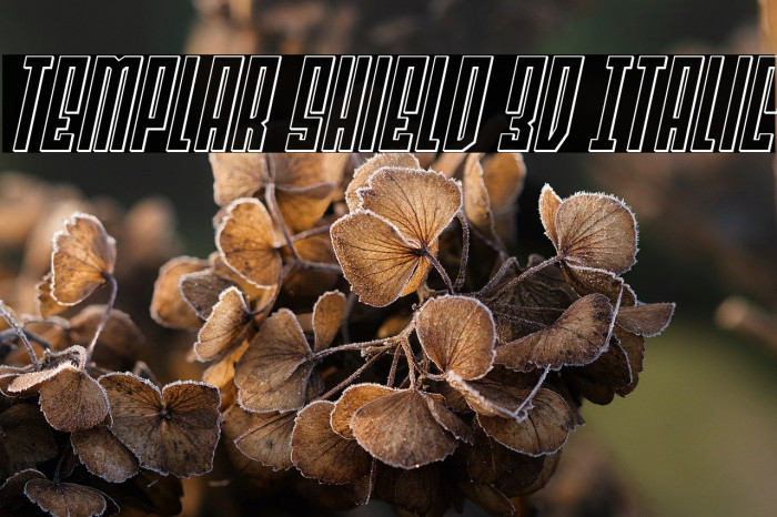 Templar Shield 3D Italic Example 1