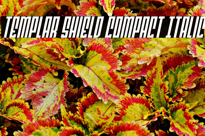 Templar Shield Compact Italic Example 1