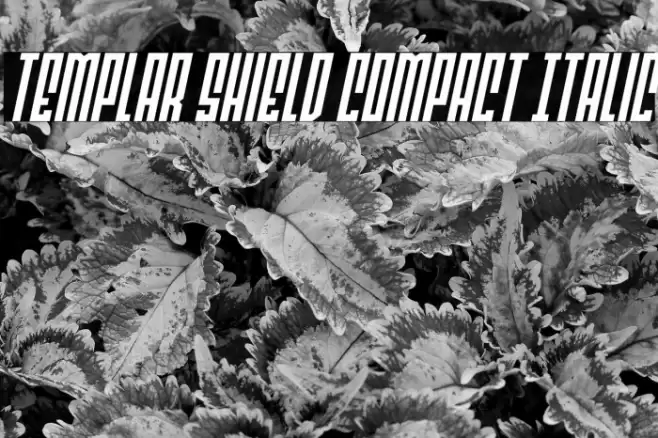 Templar Shield Compact Italic Font examples