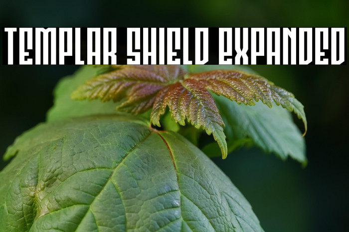 Templar Shield Expanded Example 3