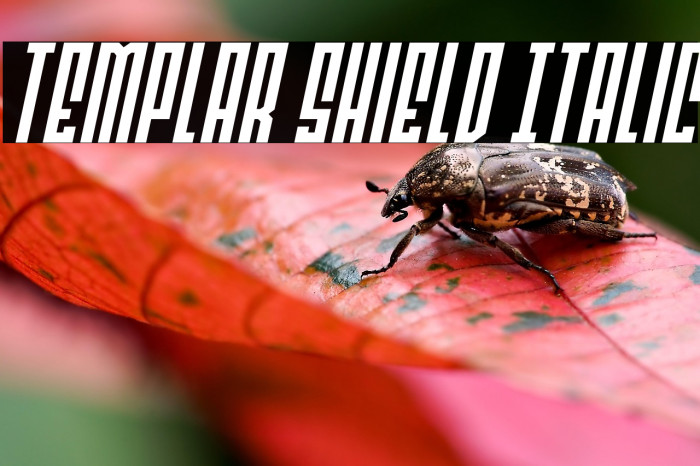 Templar Shield Italic Example 1