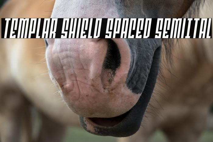 Templar Shield Spaced SemiItal Example 2