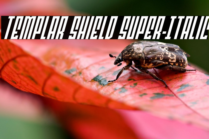 Templar Shield Super-Italic Example 1