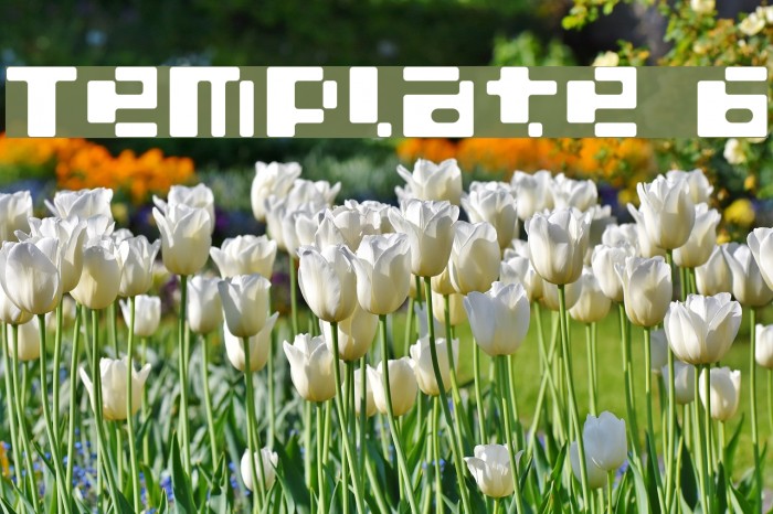 Template 6 Example 3