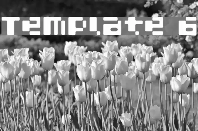 Template 6 Font examples