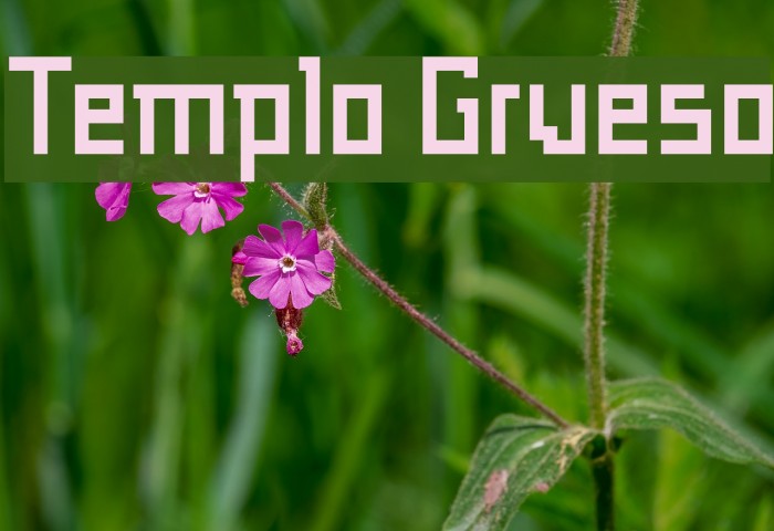 Templo Grueso Font examples
