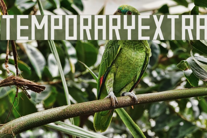 TemporaryExtra Example 1