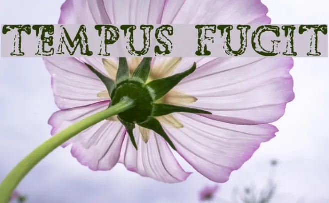 Tempus Fugit Example 2