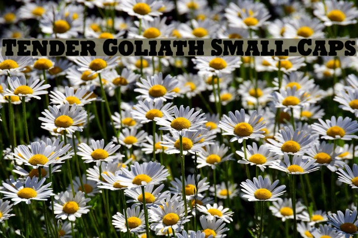 tender-goliath-small-caps-font-ffonts