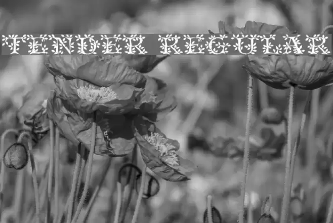 Tender Regular Font examples
