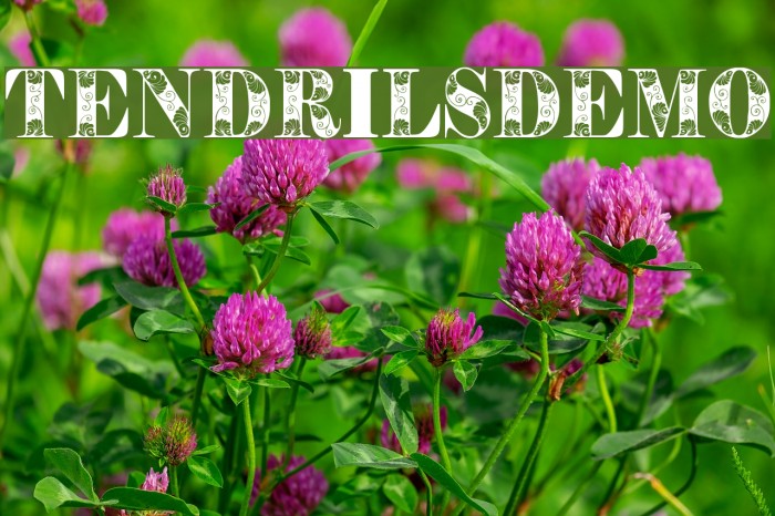 TendrilsDemo Font examples