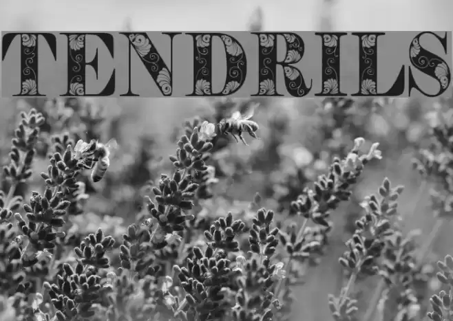 Tendrils Font examples