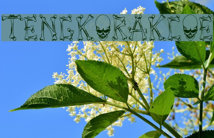 Tengkorak_COE Font examples