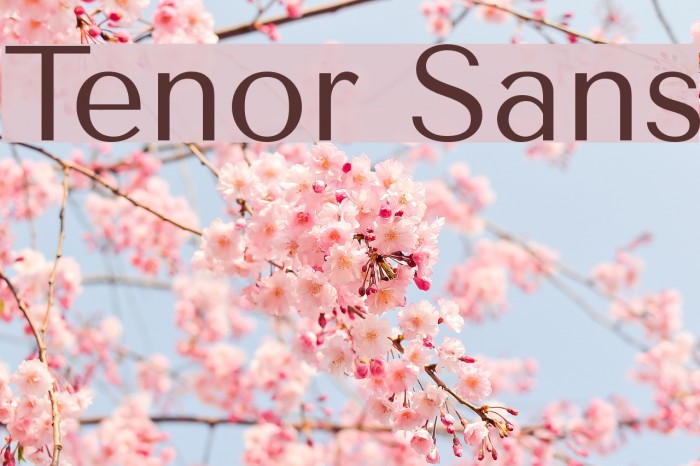 Tenor Sans Font examples