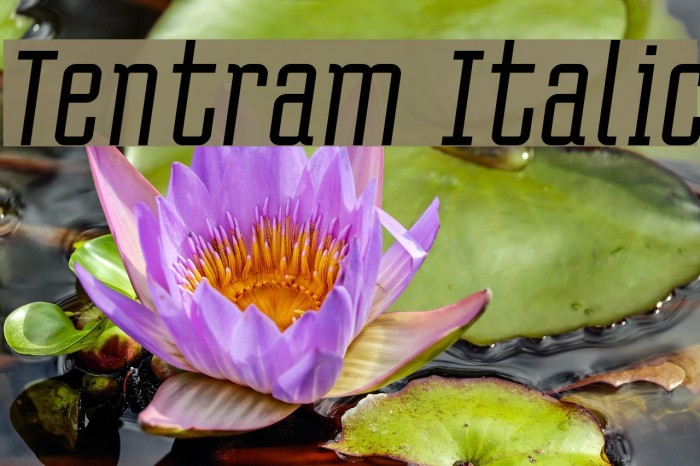 Tentram Italic Font examples