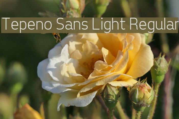 Tepeno Sans Light Regular Font examples